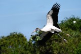 Wood stork flying in with a stick
