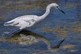 Juvenile little blue heron hunting with reflection