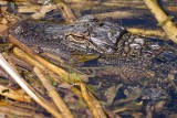 Young alligator closeup