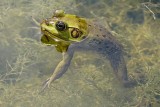 Pig frog floating in the water