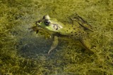 Pig frog half-under, half-above the water