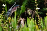 Green heron flying and protesting as he lands