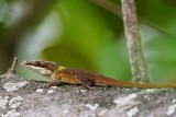Green anole changing colors