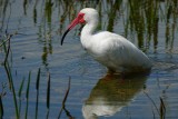 Ibis with strong red mating colors