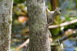 Curious basilisk lizard peeking around the tree