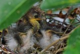 Tricolor heron chicks fresh from the eggs