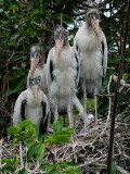 Nest of wood stork siblings, standing for a portrait