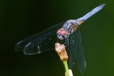 Closeup with a pretty dragonfly