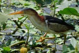 Least bittern stalking over the water