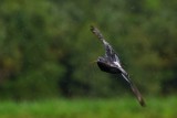 Pigeon flying in the rain with nest materials