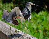 Tricolor heron begging for food