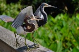 Tricolor heron baby coming through moms wing
