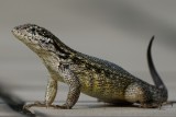 Northern curly-tailed lizard posing