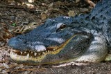 Smiling momma alligator guarding her nest