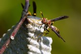 Paper wasp checking the nest