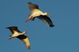 Pair of ibis flying overhead