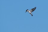 Belted kingfisher flying and hunting