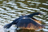 Cormorant water takeoff