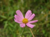 Flower macro