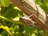 A cicada