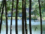 Morikami Gardens bamboo