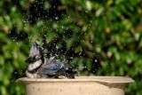 Bluejay taking a bath