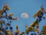 daytime moon between branches
