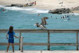 Pelican and Girl