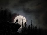 Wolf & Full Moon