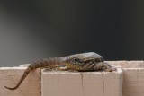 Northern Curly-tail Lizard