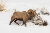 Yellowstone NP 20180120_1075.jpg