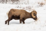 Yellowstone NP 20180120_1086.jpg