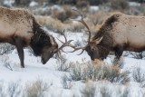 Yellowstone NP 20180117_0343.jpg