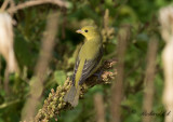 Scharlakanstangara - Scarlet Tanager (Piranga olivacea)