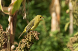 Scharlakanstangara - Scarlet Tanager (Piranga olivacea)