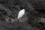 Snhger - Snowy Egret (Egretta thula)