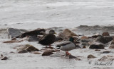 Svartand - American Black Duck (Anas rubripes)