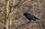 Svartkrka - Carrion crow (Corvus corone corone)