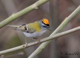 Brandkronad kungsfgel - Firecrest (Regulus ignicapillus)