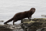 Mink - American mink (Mustela vison)