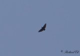 Kortstjrtad korp - Fan-tailed Raven (Corvus rhipidurus)