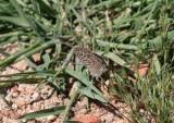 Langs Short-tailed Blue (Leptotes pirithous)