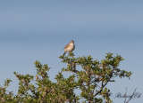 Trnsngare - Whitethroat (Sylvia communis)