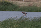 Rdhuvad dykand - Red-crested Pochard (Netta rufina)
