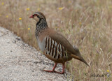 Rdhna - Red-legged Partridge (Alectoris rufa)