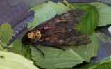 Ddskallesvrmare / Greater deaths head hawk-moth (Acherontia atropos)
