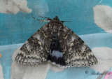 Blbandat ordensfly - Blue Underwing (Catocala fraxini)