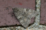 Vinkelbandat Ordensfly - Red Underwing (Catocala nupta)