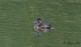 Ringand - Ring-necked Duck (Aythya collaris)