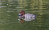 Amerikansk brunand - Redhead (Aythya americana)